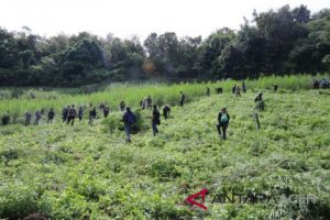 Polisi Temukan 3 Hektar Ladang Ganja di Aceh Besar