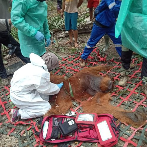 Terjebak di Kebun PTPN I Aceh Timur, Orangutan Berusia 24 Tahun Berhasil Diselamatkan