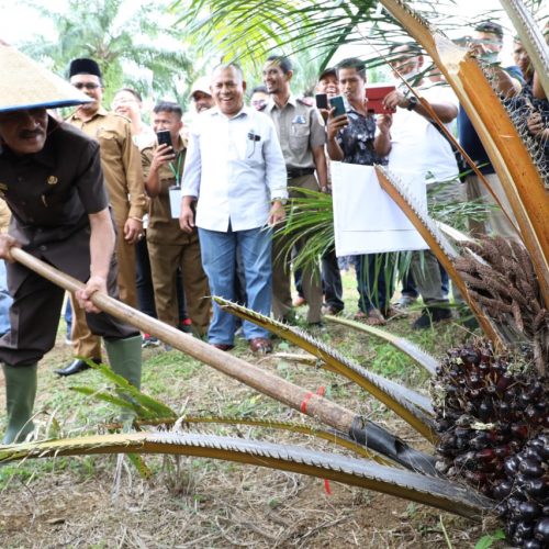 Bupati Aceh Utara Panen Perdana Sawit Program PSR, 4.975 Ha Lagi Butuh Peremajaan