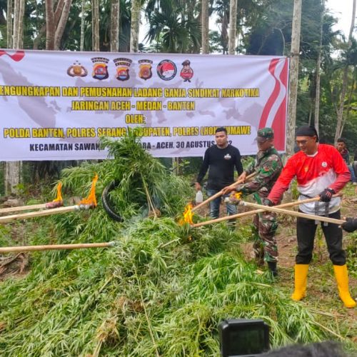 Tim Gabungan Musnahkan 30 Ribu Batang Ganja di Aceh Utara