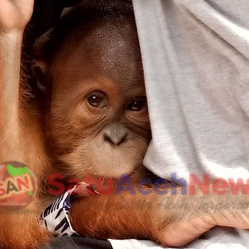 Warga Langkahan Serahkan Seekor Orangutan ke BKSDA dan OIC