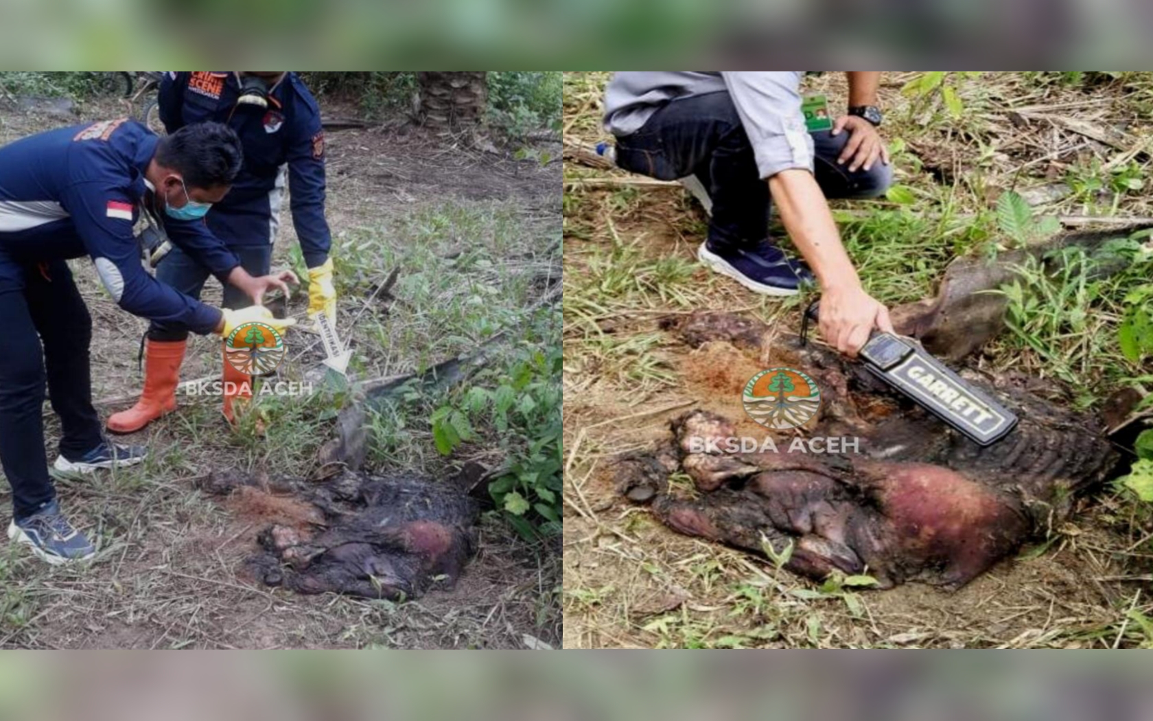Picsart 07 15 09.46.46 Bayi Gajah Ditemukan Mati Di Aceh Timur